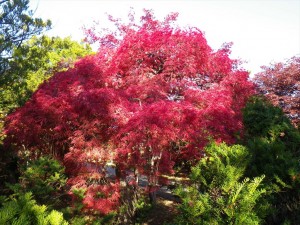 10/23　ベニシダレ